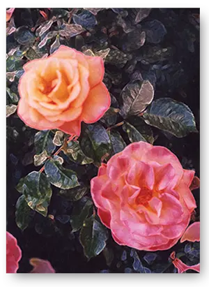 roses roses