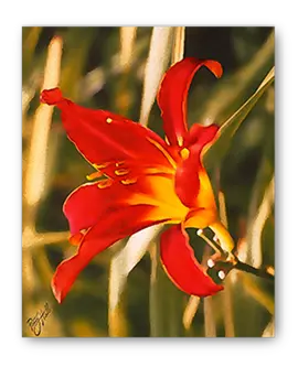 tiger-lily