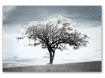 The Tree