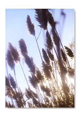 wavesofgrain